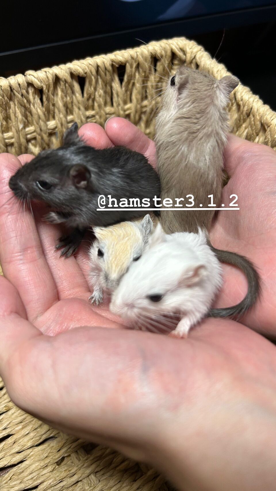 hamster3.1.2 ➤ Кыргызстан ᐉ Бизнес-профиль компании на lalafo.kg hamster3.1.2 ➤ Кыргызстан ᐉ Бизнес-профиль компании на lalafo.kg