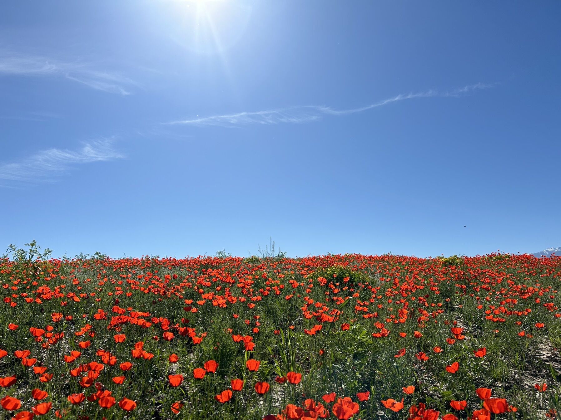 Real Estate Bosogo, Агентство недвижимости БОСОГО ➤ Кыргызстан ᐉ Бизнес-профиль компании на lalafo.kg