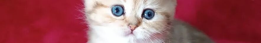 Питомник шотландских кошек Zai'viks ➤ Кыргызстан ᐉ Бизнес-профиль компании на lalafo.kg