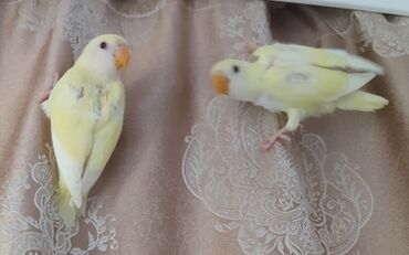 ağ pişik balası: Salam Nerazlucnik yeni dən yeməyə başlayıblar sağlam aktiv