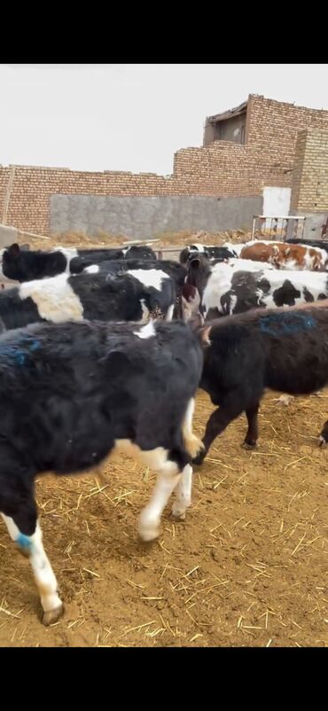 Dana, buzov: Satışda – müxtəlif rənglərdə və yaşlarda dana qrupı. Xüsusiyyətlər: - — 7