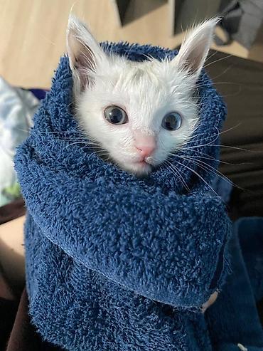 большой кот: Ангорская, 2 месяца, Девочка, Белый, Метис — 4