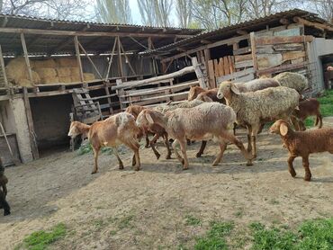 Бараны, овцы: Срочно продаю матка с ягнятам все первый окот ягнаты 4кочкорик 4ярочка