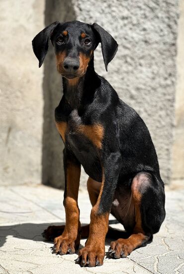 İtlər: Doberman, 3 ay, Erkek