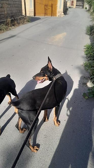 balaca meymun satisi: Doberman — 1