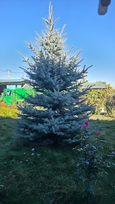 комтер: Ель голубая (Picea pungens, Blue Spruce) для ландшафтного озеленения — 1