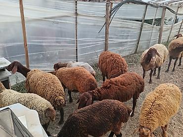 berde mal bazari: Dişi, Qala, il: 1, 50 kq, Damazlıq, Ünvandan götürmə — 3