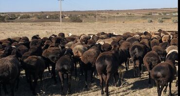собака доберман сколько стоит: Ищем работника чтоб пасти баран 500 голов, жилье и пропитания с нас
