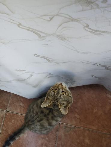 метис сибирской кошки: Кошка даром: Беспородная, 5 месяцев, Девочка, С прививками — 4