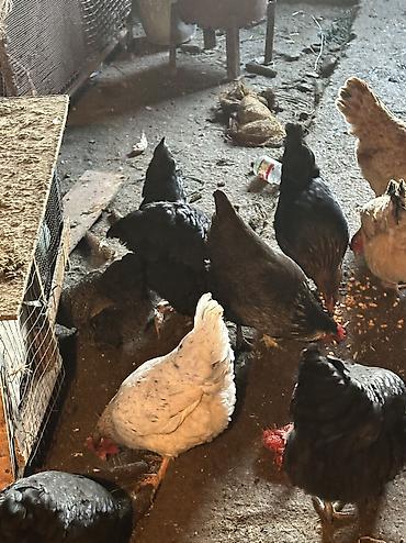 Птицы: Домашние куры — 7