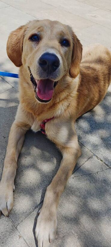 İtlər: Labrador-retriver, 10 ay, Dişi, Sənədli, Ünvandan götürmə, Ödənişli çatdırılma