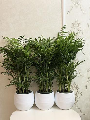 Хамедорея (комнатная пальма) 🌿 Высота: 70 см Цена: 1000 сом Красивая