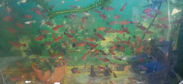 купить аквариум для рыбок недорого: Продаю аквариумных рыбок(гуппи,меченосцы)