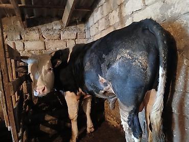 Dana, buzov: Dana, buzov, Erkək, Simental, ay: 1, 220 kq, Ətlik, Ünvandan götürmə -da lalafo.az — 10 Dana, buzov: Dana, buzov, Erkək, Simental, ay: 1, 220 kq, Ətlik, Ünvandan götürmə — 10