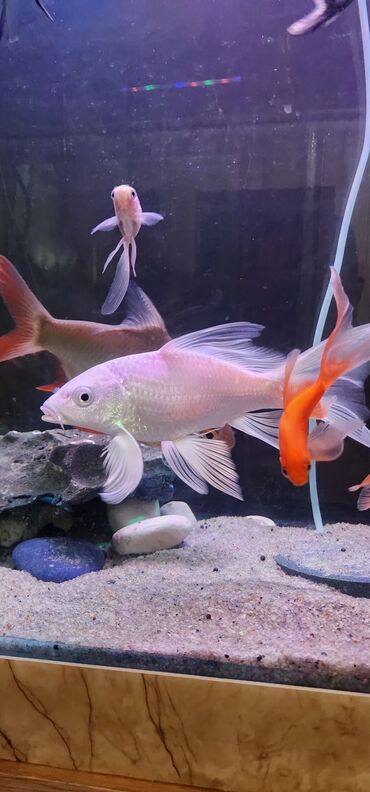 Akvariumlar: Dördbucaq akvarium, Balıqlarla birlikdə, 120 l — 12