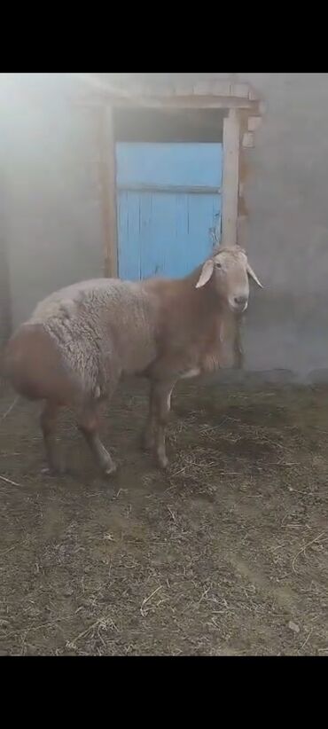 Бараны, овцы: Продаю | Овца (самка), Ягненок, Баран (самец) | Гиссарская, Арашан | На забой, Для разведения, Для шерсти — 8