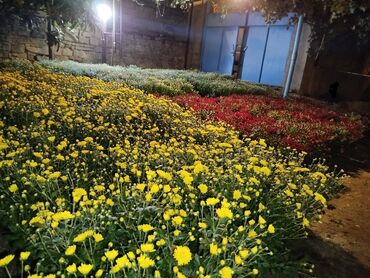 Çöl bitkiləri: Müxtəlif rəngli Xrizantema payızgülü güllərinin topdan və pərakəndə — 11