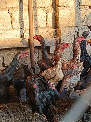 kakadu quşu: O shamo fereler 50-100 azn arasi xoruz 100 150 azn.Sumqayit — 8