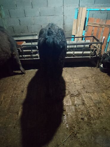 Коровы, быки: Продаю | Музоо, торпок | Полукровка | На откорм | Привязанные — 12