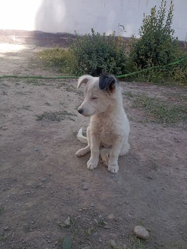 сколько стоит лабрадор собака: 3 месяца, Самка, С прививкой