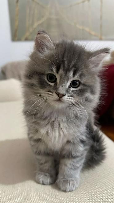 Продажа кошек: 🎁 Полностью домашние, к лотку и миске приучены (ну, почти — они — 2