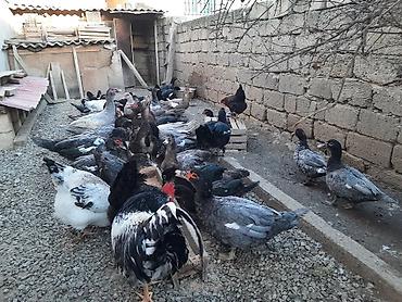 gence quşlar: Kanada sortu meşə ördəklərinin balaları satılır. 2 günlik 5 manat. 7 — 3