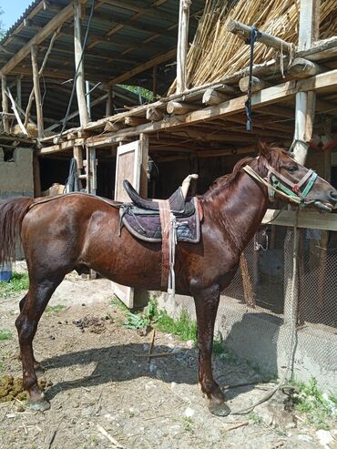 арабская лошадь купить: Продаю | | Кара Жорго | Племенные