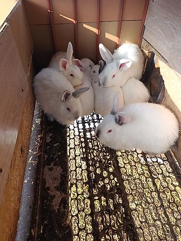 Кролики: Продаю | Кролик самец | Белый великан | Для разведения | Племенные — 10