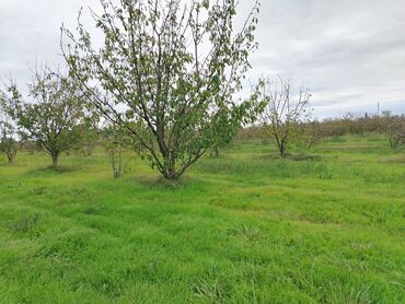 Torpaq sahələrinin satışı: 130 sot, Tikinti, Kupça (Çıxarış) — 17
