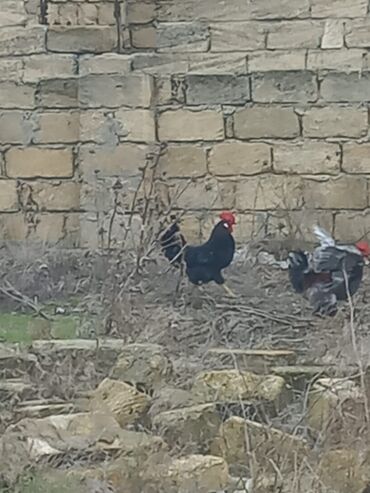 Toyuqlar: Toyuq, Damazlıq -da lalafo.az — 6 Toyuqlar: Toyuq, Damazlıq — 6