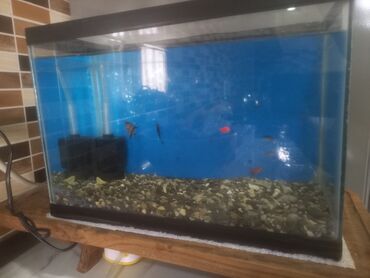 Akvarium aksessuar və ləvazimatları: Tecili satilir olcu 34*19*24 uzerinde hava filteri ve 6eded baliq