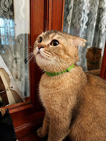 cat ruletka: Qızıl şinşilla, Erkək, Cütləşmə üçün, Ödənişli çatdırılma — 1