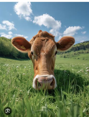 каро: Продаю | Корова (самка) | Швицкая, Айрширская | Стельные, После отела