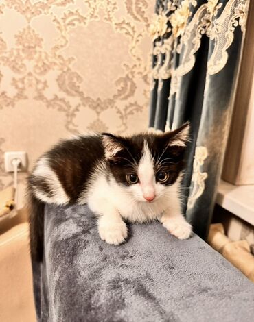 сколько стоит сибирская кошка котенок: Бомбей, 2 айлык, Ургаачы, Биколор