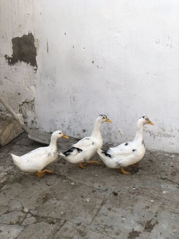 Akvariumlar: Dişi, Damazlıq, Ödənişli çatdırılma