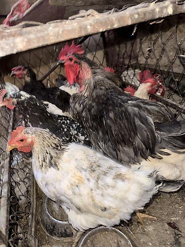собаки рынок в бишкеке цены: Продаю домашних кур и петухов — 1