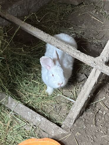продаю в мкр учкун: Продаю 2-их и( крольчат 3 шт по 1 тысяч За каждого ) кроликов цена