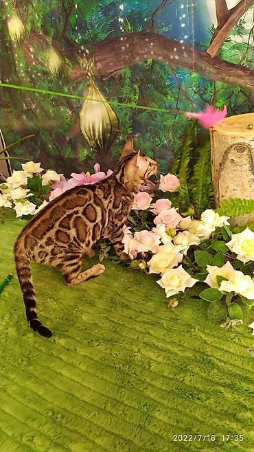 Мышыктар: Бенгальский котик Мальчик. 5мес. Невероятно красивый контрастный с — 5