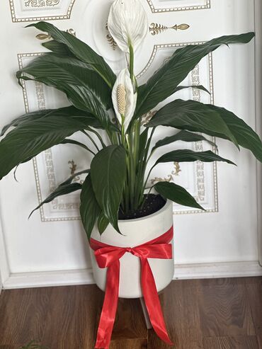 Другие комнатные растения: Продаю комнатные цветы! Зелёные, красивые, ухоженные — выращены с — 19