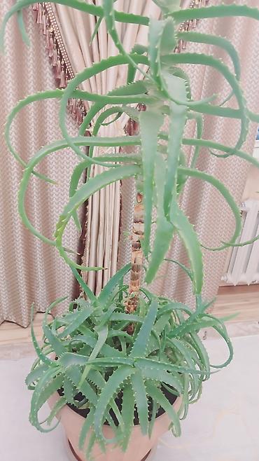 сок алое: 🌿 Продаю взрослое лечебное алоэ вера! 🌱✨ 📏 Высота: 60 см 🎂 Возраст: 8 — 2