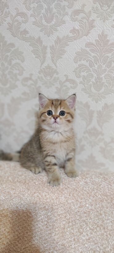 рыжий вислоухий кот купить: Скотиш Фолд (Шотландская вислоухая), 2 месяца, Мальчик, Шоколадный, Приучена к лотку