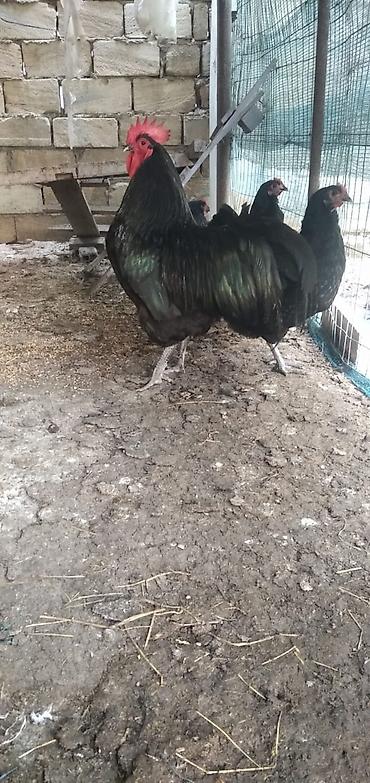 yumurtlayan toyuqlar satilir: Toyuq, Australorp, Damazlıq, Ünvandan götürmə, Ödənişli çatdırılma — 1