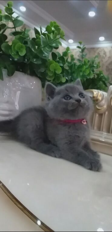 домик для кошек: Şotland, Erkək, Dişi, Yaxşı əllərə, Ünvandan götürmə, Pulsuz çatdırılma, Ödənişli çatdırılma