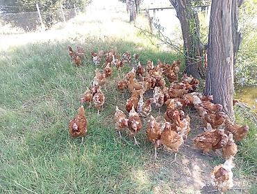 Куры, петухи: Продаю | Куры | Несушки — 3