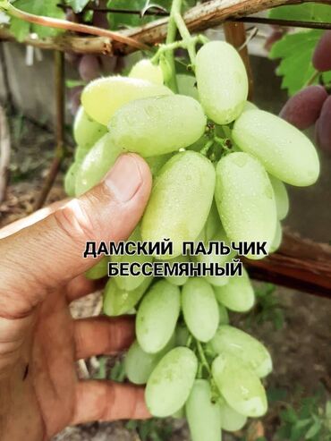 саженцы винограда купить: Саженцы : Виноград, Платная доставка