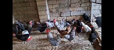 hind quşu satışı: TECİLİ!!! Temiz xorkov toyuq ve xoruzlar sürüyle satılır teki 25 AZN — 7