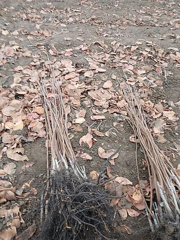 Tinglər: Meyvə və dekorativ ağac tingləri Təsvir: - Tərtər rayonu ərazisində — 3