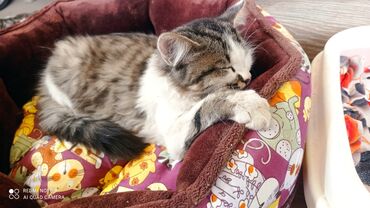 Отдам даром кошку: Кошка даром: Беспородная, Девочка