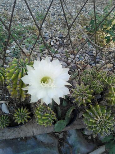 Kaktus: Kaktus više vrsta