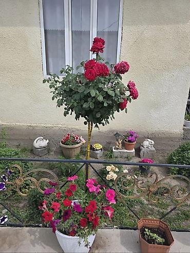 Куплю дом: Чуй обл. Орловка шаарынан чон там сатылат 17 сотка жер аянтчасы менен — 24